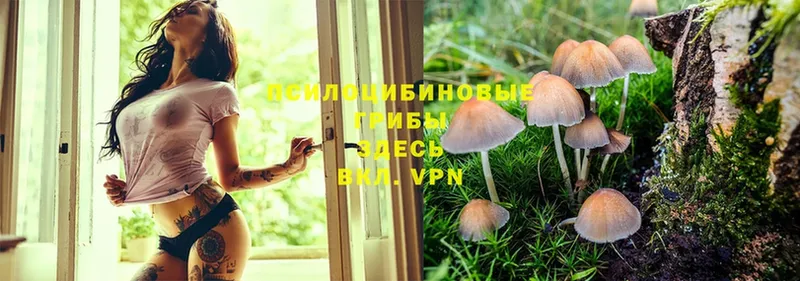 Псилоцибиновые грибы Psilocybe  OMG зеркало  Дальнереченск 